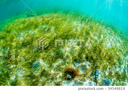 Seaweed from Notojima 34549819