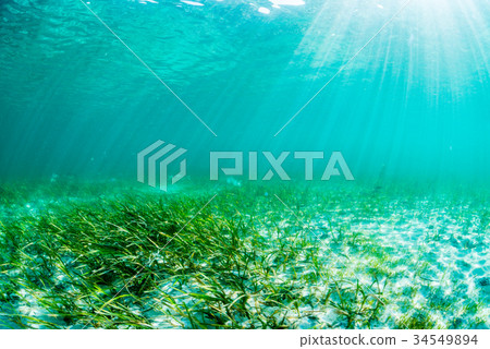 At the climax of Amamo, Notojima 34549894