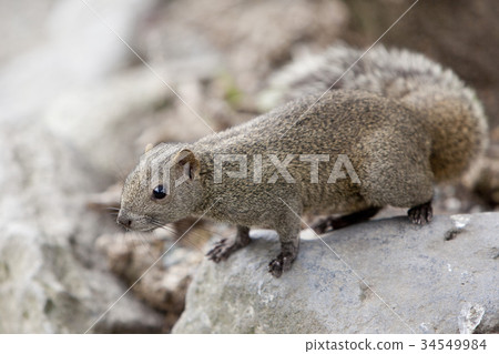 Taiwan squirrel Taiwan squirrel 34549984