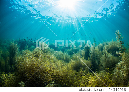 Seaweed from Notojima Seaweed from Notojima 34550018