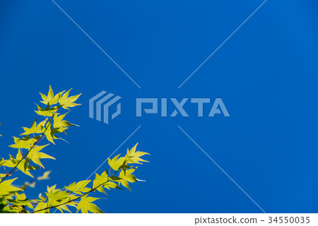 新鮮的綠色楓葉藍天 34550035