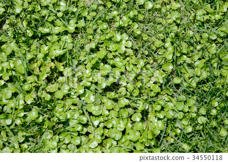 Chidomegusa 34550118