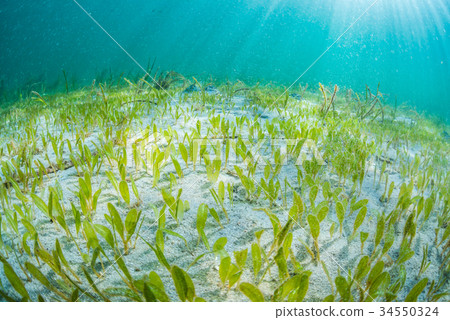 Cluster of Noto tomi Hilmo 34550324