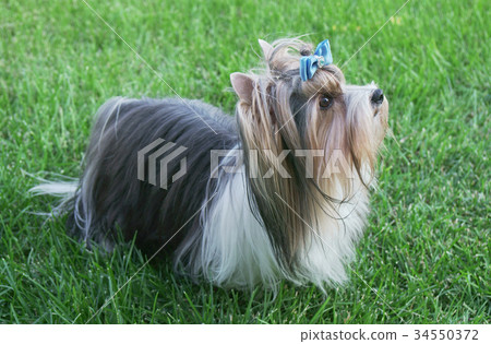 Beautiful male dog breed Beaver Yorkshire terrier 34550372