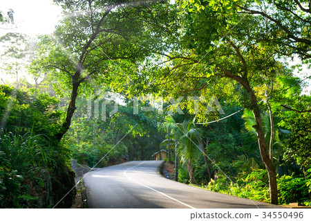 Seychelles. The road to palm jungle. 34550496