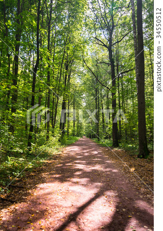 Dirt road deep in the forest. 34550512