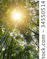 Green forest. Sun light through treetops. 34550514
