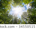 Green forest. Sun light through treetops. 34550515