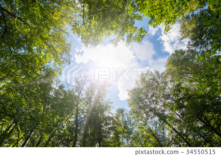 Green forest. Sun light through treetops. Green forest. Sun light through treetops. 34550515