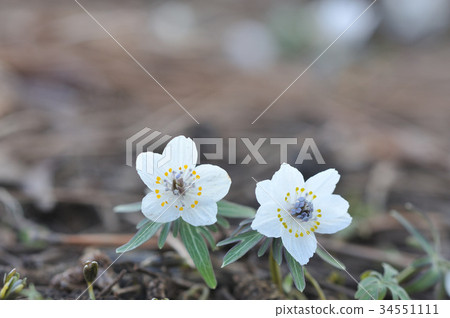 Setsubunsou 34551111