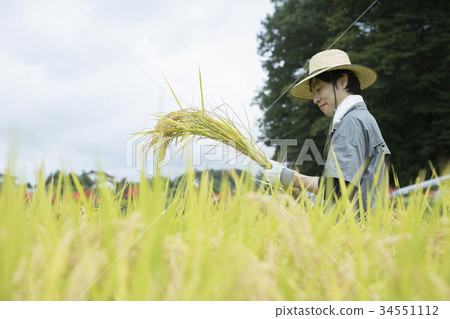 看被收穫的米的男性米農夫 看被收穫的米的男性米農夫 34551112