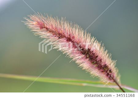 Murasaki綠草 Murasaki綠草 34551168