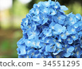 hydrangea flower 34551295