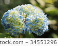 Hydrangea flower 34551296