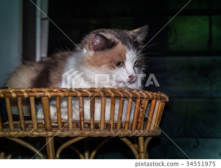 cat litter are playing on table. cat litter are playing on table. 34551975