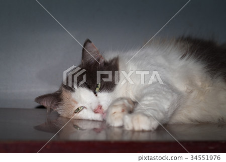 cat litter are playing on table. cat litter are playing on table. 34551976