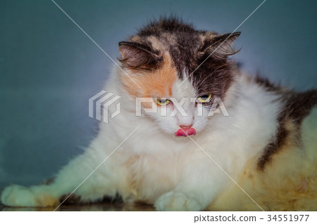 cat litter are playing on table. cat litter are playing on table. 34551977