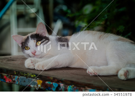 cat litter are playing on table. 34551978