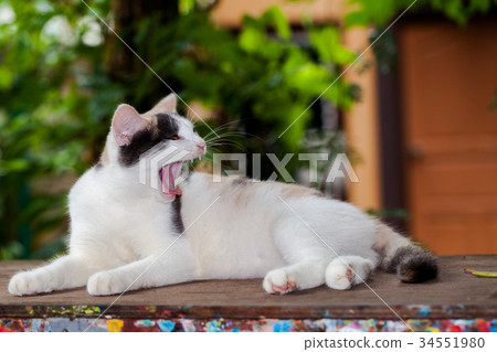 cat litter are playing on table. cat litter are playing on table. 34551980