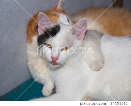 cat litter are playing on table. cat litter are playing on table. 34551981