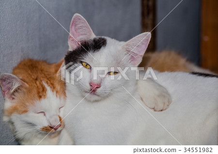 cat litter are playing on table. cat litter are playing on table. 34551982