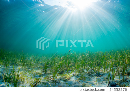 Seaweed from Notojima 34552276