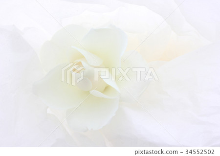 rose rose 34552502