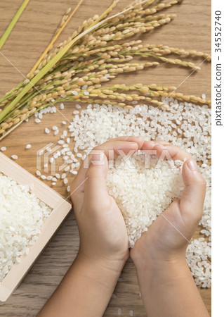 Fresh rice and rice ears and children's hands Fresh rice and rice ears and children's hands 34552740