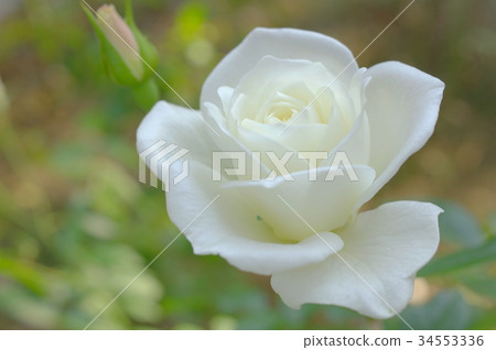 Pure White Wolf (Iceberg) 34553336