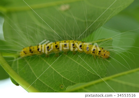 生物昆蟲瀕臨滅絕的幼蟲應該有黑色和黃色的虎紋，但...... 34553516