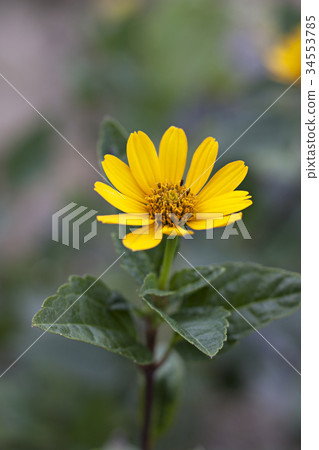 Mini sunflower 34553785