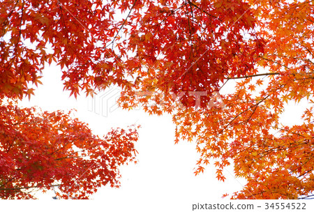 Autumn image: Autumn leaves 34554522