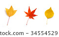 Autumn image: Autumn leaves 34554529