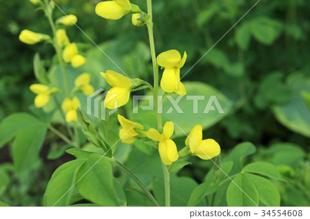 Fresh yellow lemon yellow is beautiful 34554608