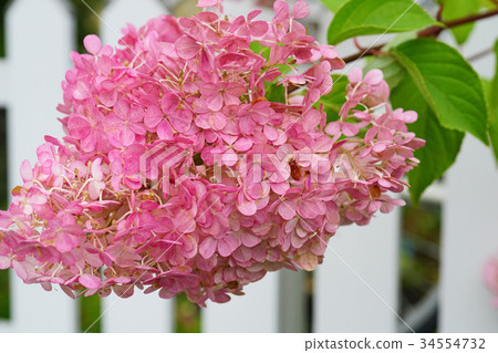 白色籬芭和紅色弄髒了minazuki 白色籬芭和紅色弄髒了minazuki 34554732