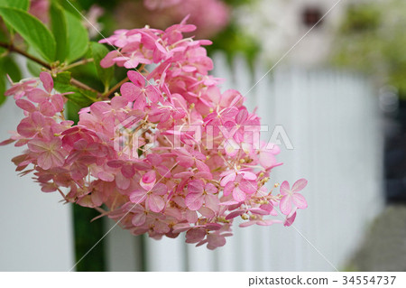 白色籬芭和紅色弄髒了minazuki 34554737