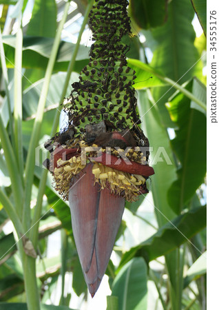 Sennari香蕉,花和果子 Sennari香蕉,花和果子 34555176