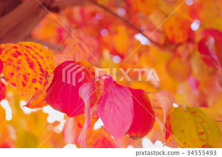 Autumn leaves of the dogwood (close-up) 34555493