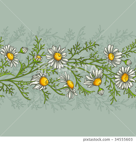 chamomile vector pattern 34555603