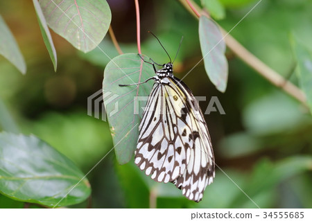 Butterfly Butterfly 34555685