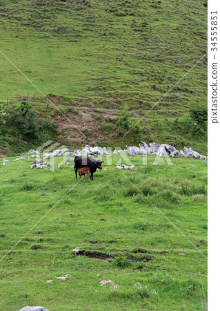 四國喀斯特高原 34555851