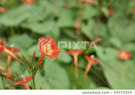 橙紅蔦蘿 橙紅蔦蘿 34555859