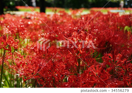 Cluster amaryllis Cluster amaryllis 34556279