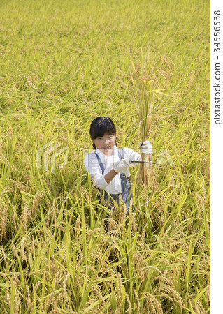 Children who are happy to enter Inada rice harvesting experience Children who are happy to enter Inada rice harvesting experience 34556538