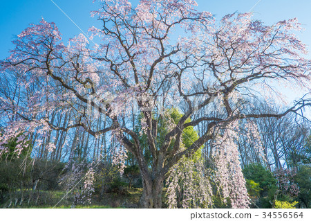 Koedue血統Jizo Zakura Fukushima Koedue血統Jizo Zakura Fukushima 34556564