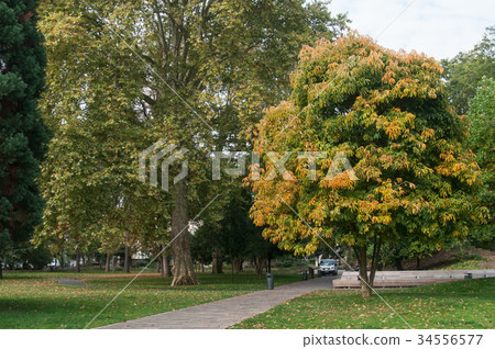 Steinbach park with autumnal trees Steinbach park with autumnal trees 34556577