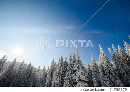 snow-covered trees in the mountains snow-covered trees in the mountains 34556579