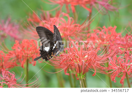 Cluster amaryllis and Monarchia a1 Cluster amaryllis and Monarchia a1 34556717