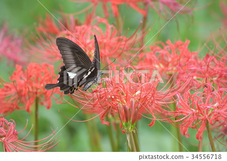 Cluster amaryllis and Monarchia a2 Cluster amaryllis and Monarchia a2 34556718