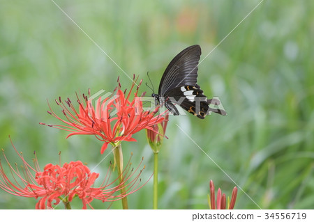 Cluster amaryllis and Monarchia a3 Cluster amaryllis and Monarchia a3 34556719